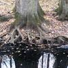 Roots, The Great Dismal Swamp