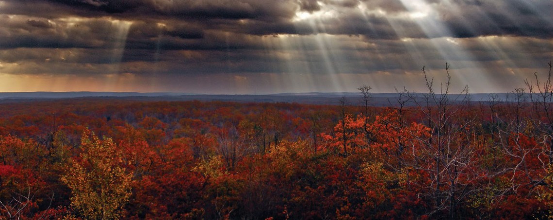 carbon-canopy-wide