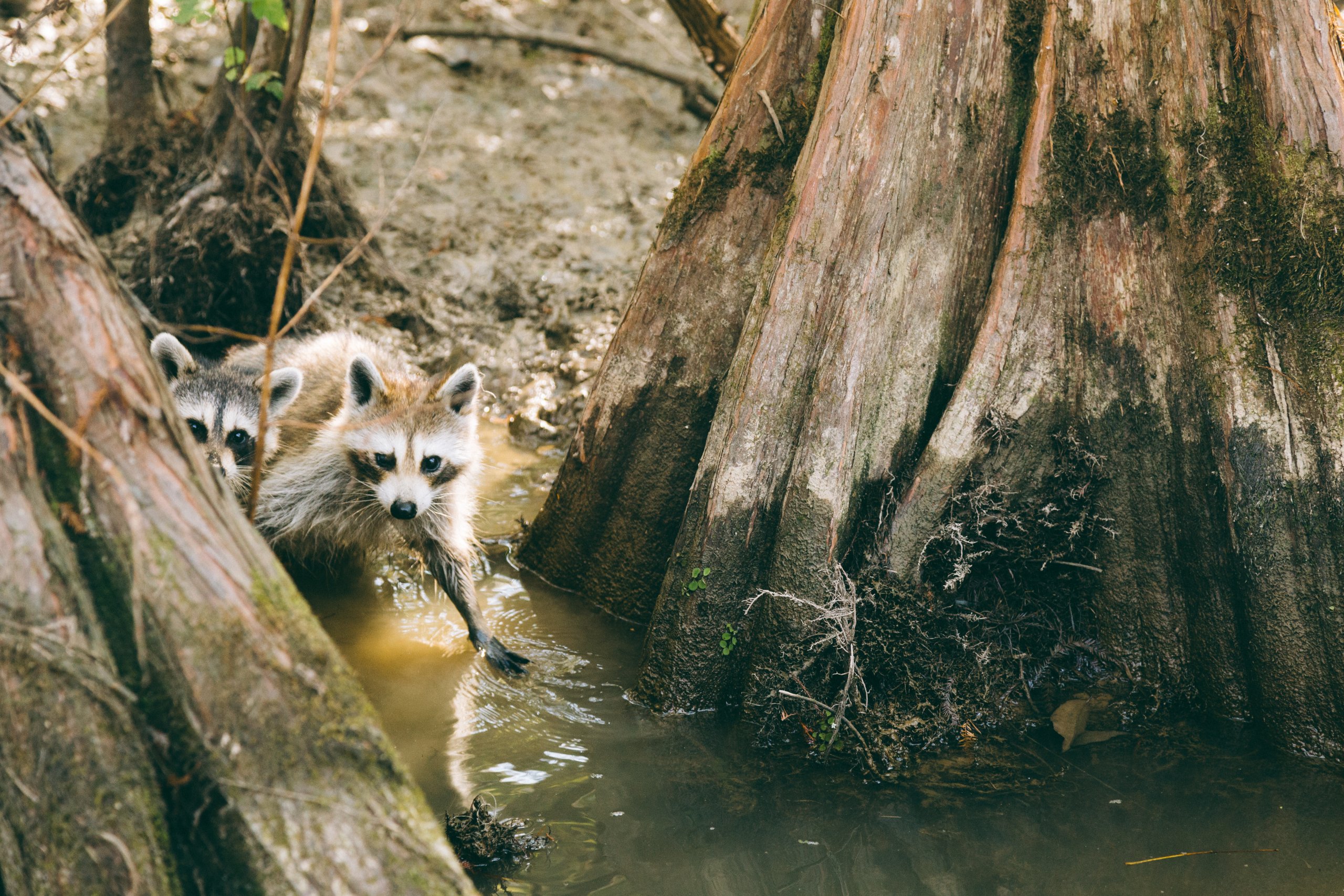 2 raccoons in a wetland, who need waste wood to survive