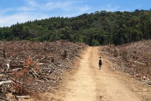 Photo of Clearcut