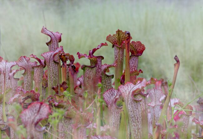 a clump of pitcher plants, found exclusively in wetland forests
