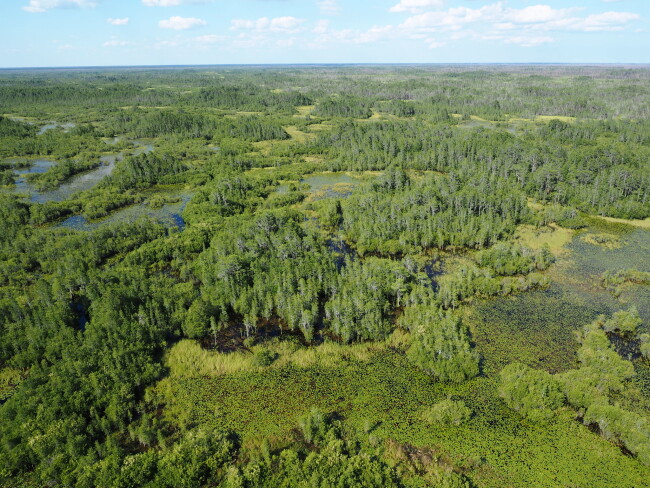 Aerial view of Okefenokee Image by Michael Lusk