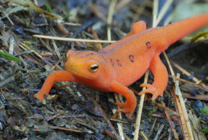 Eastern Red Spotted Newt, an easy salamander species to identify