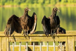 black vultures roosting