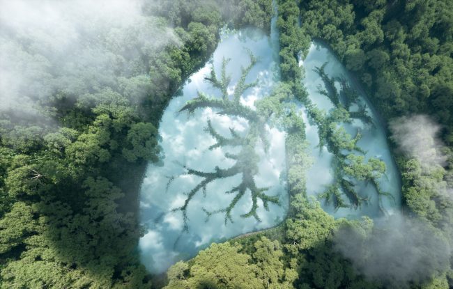 Green lungs of planet Earth. 3d rendering of a clean lake in a s