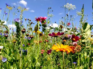 wildflowers and blue sky biodiversity