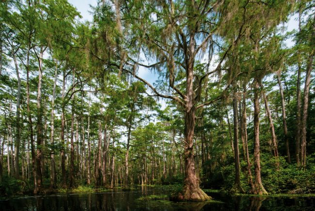 Landscape in the Okefenokee swamp with bald cypress trees (Taxod