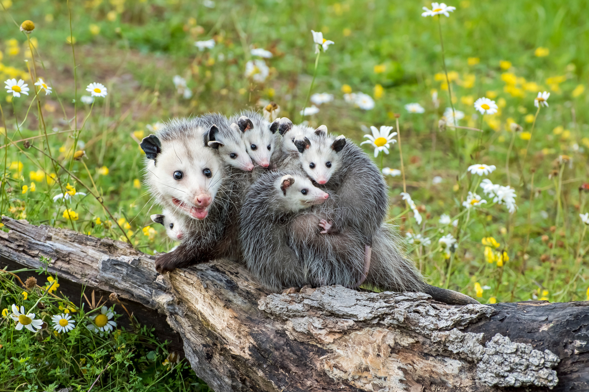 7 Reasons Opossums Are Awesome Dogwood AllianceDogwood Alliance 7 Reasons Opossums Are Awesome Dogwood AllianceDogwood Alliance