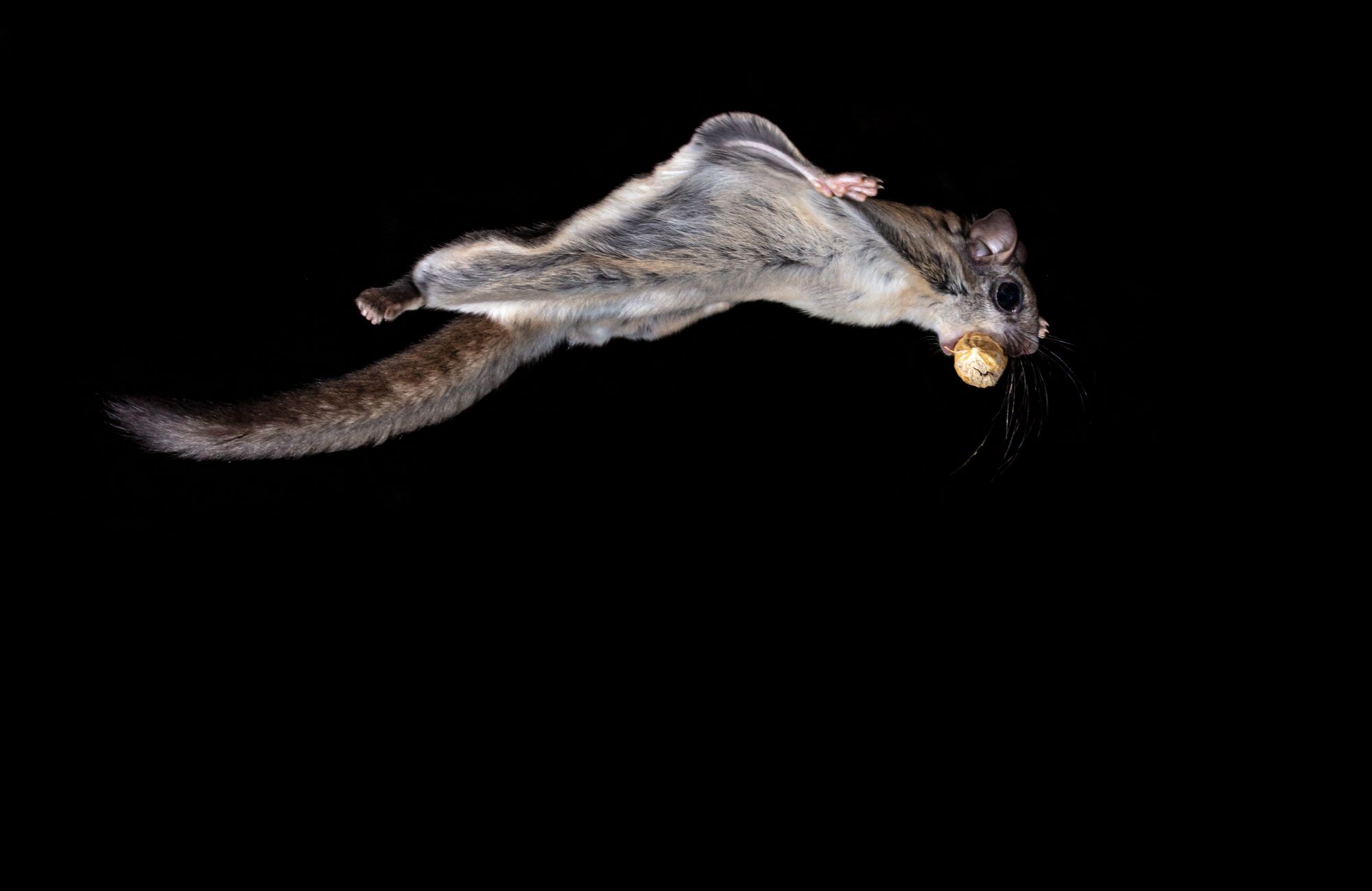 a northern flying squirrel with a peanut