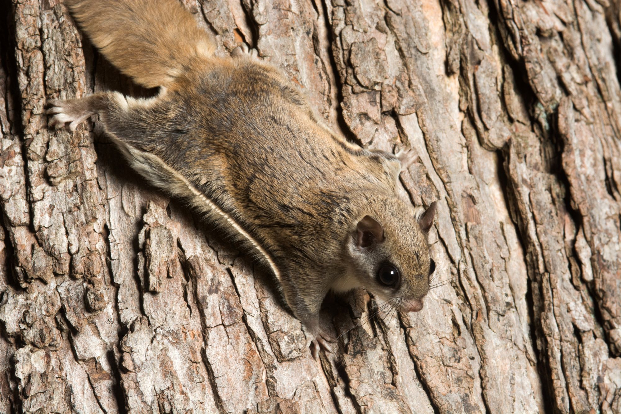 a southern flying squirrel in a den