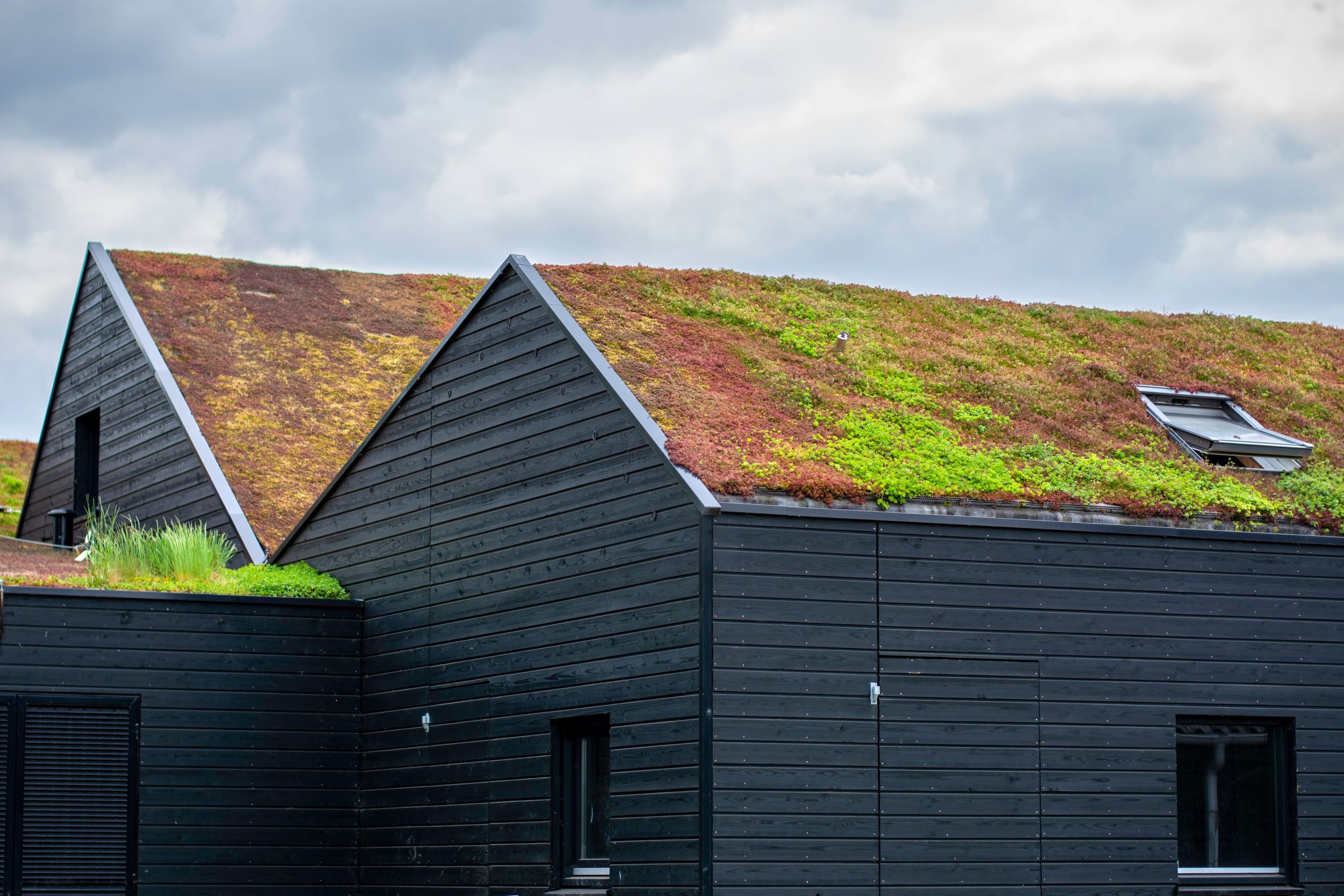 a green roof garden