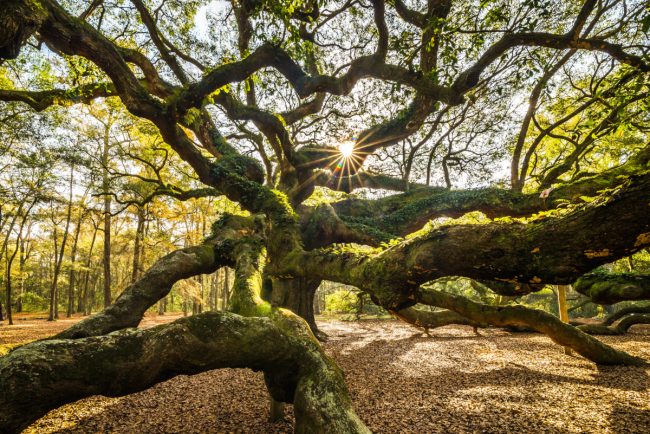 Angel Oak tree near Charleston