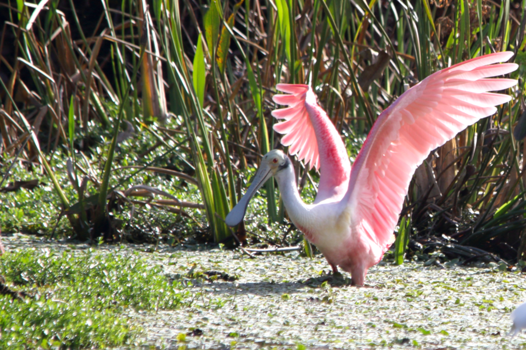 Roseate-Spoonbill-wetland-wading-birds