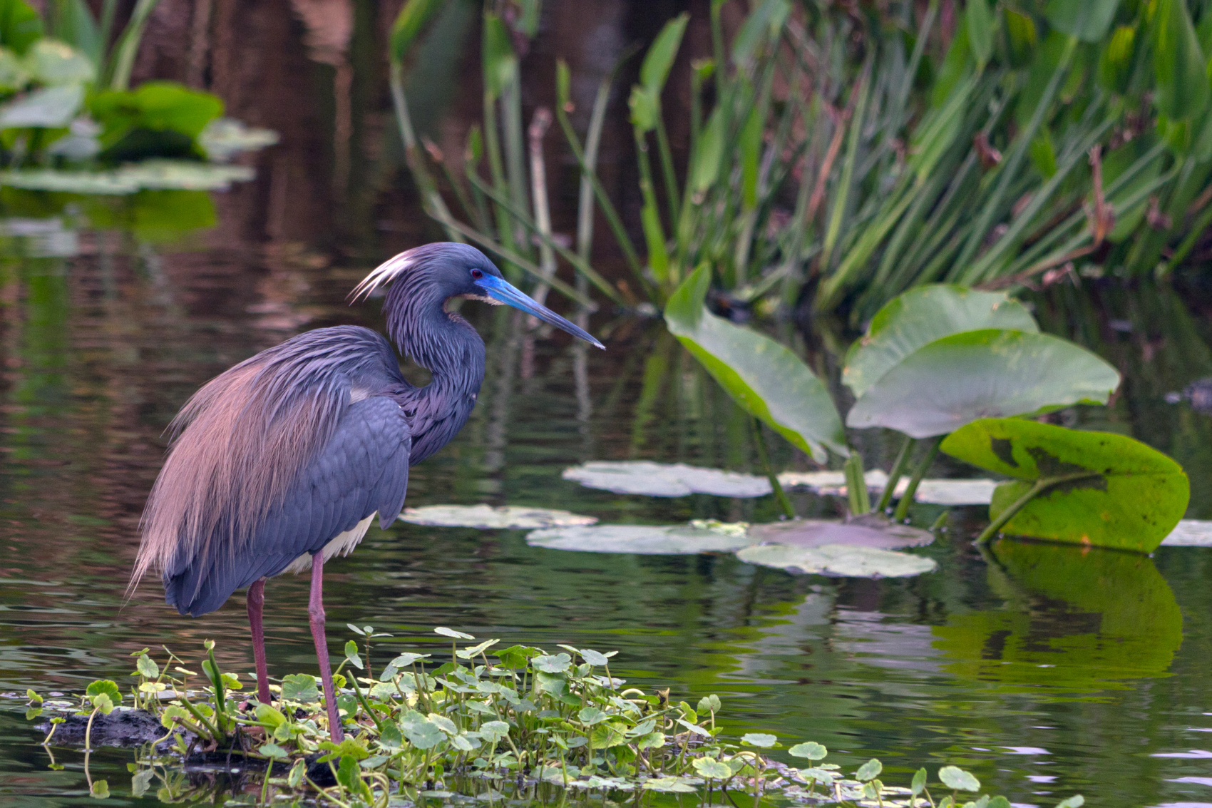 sandhill-crane-wetland-wading-birds