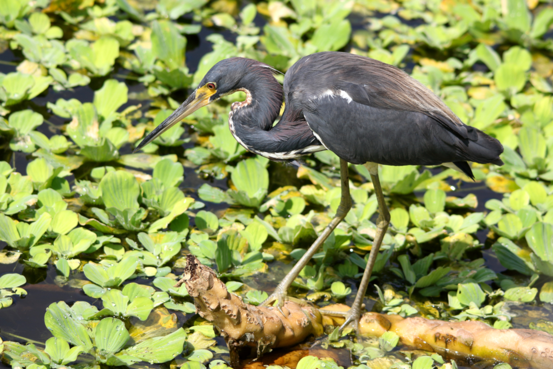 tricolored-heron-wetland-wading-birds