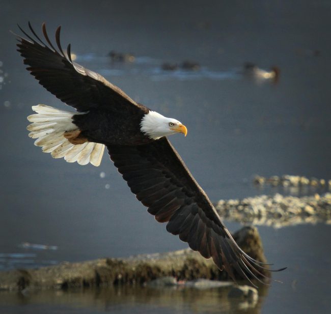 bald-eagle-pexels-cheryl-prince-55232333-7824827