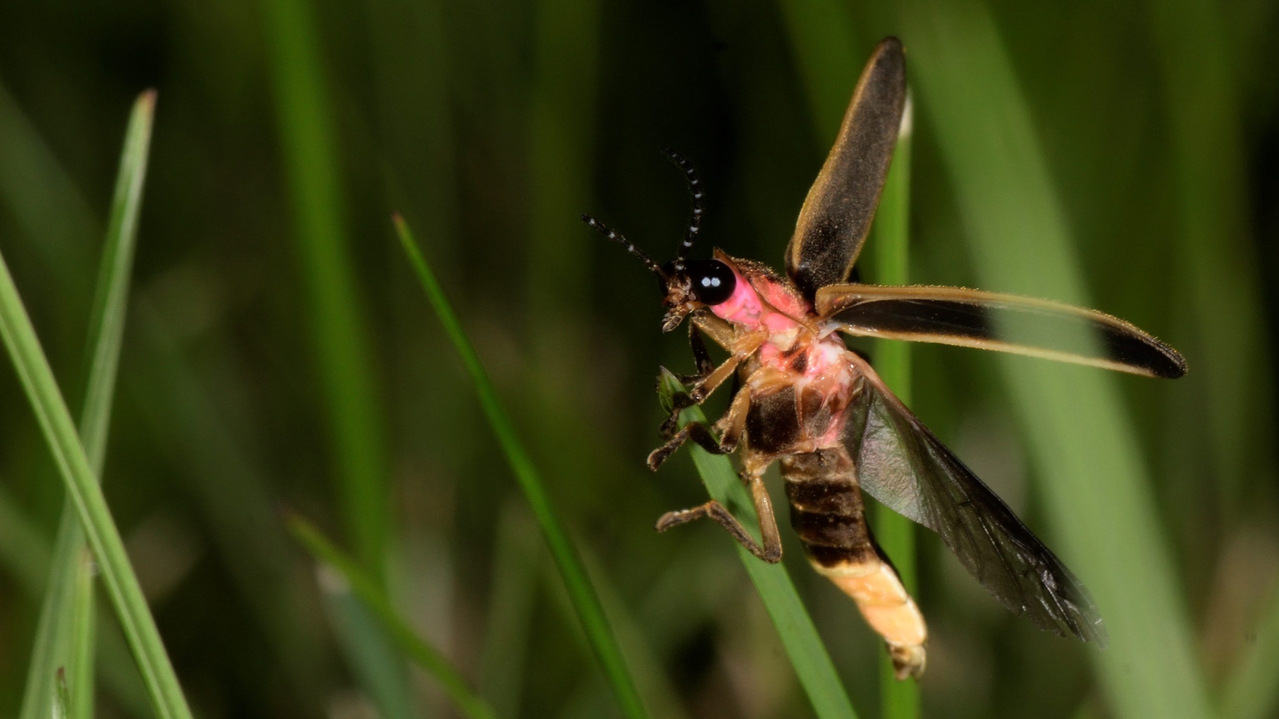 Big dipper firefly in vertical position with wings open and extended.