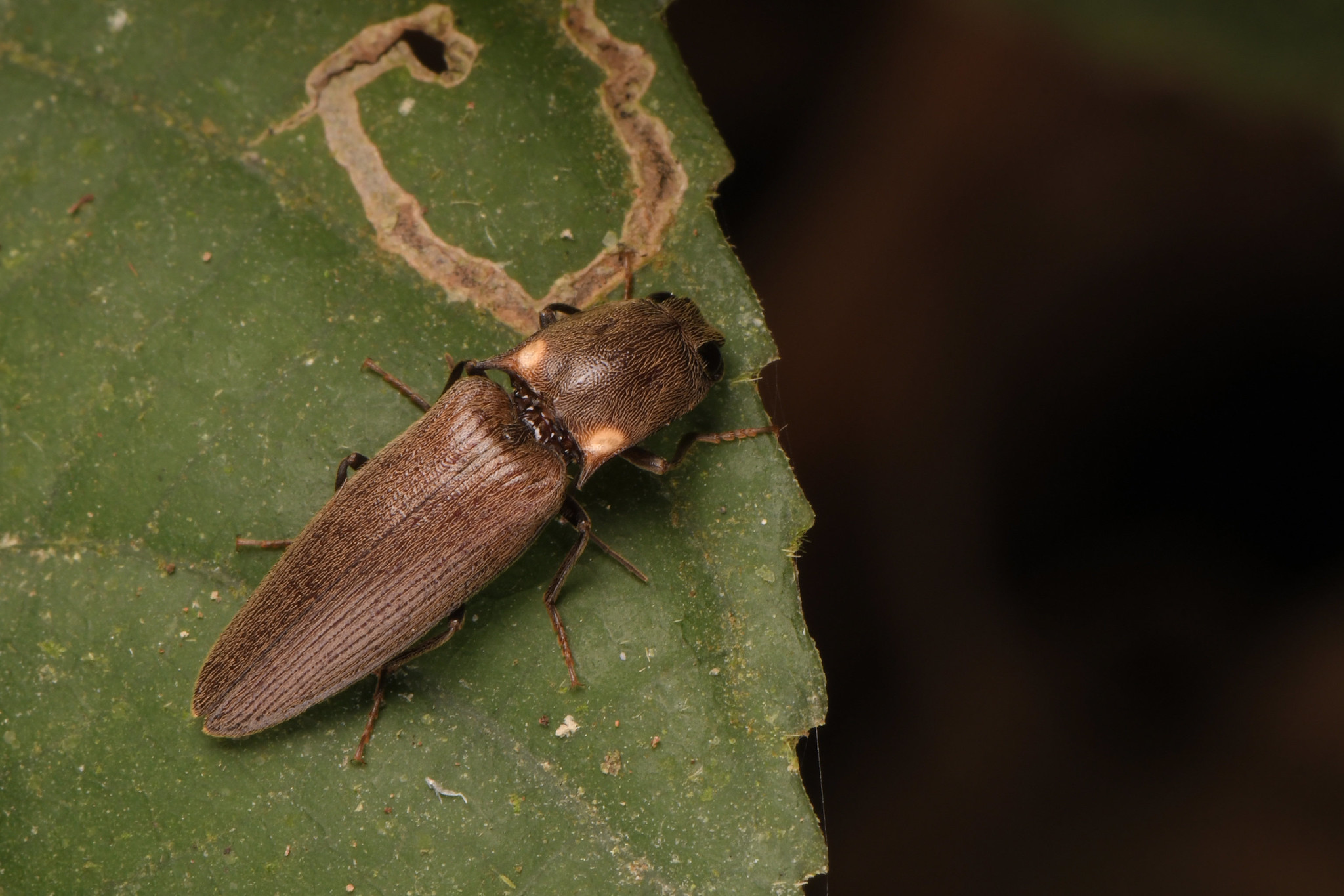 Black beetle with two bioluminescent organs on the head shield. Sitting on a green leaf.