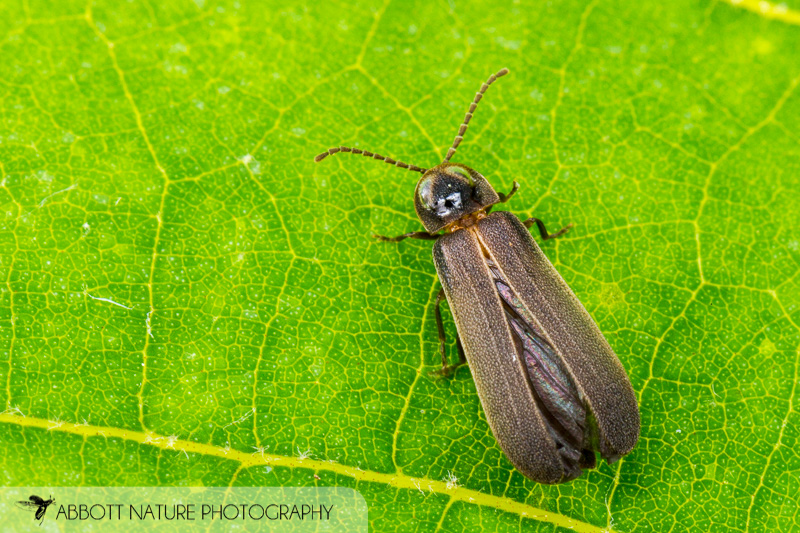 Black firefly with a dark head shirled sitting on a green leaf. Blue ghost firefly. 