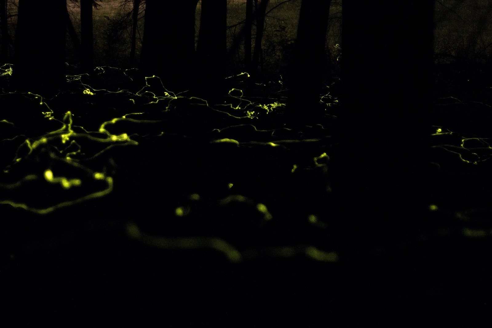 Green streaks of light from blue ghost fireflies