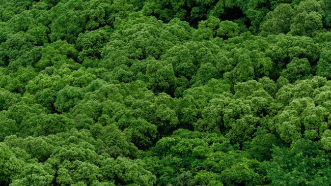 AdobeStock_238482932_green_tree_canopy_resize
