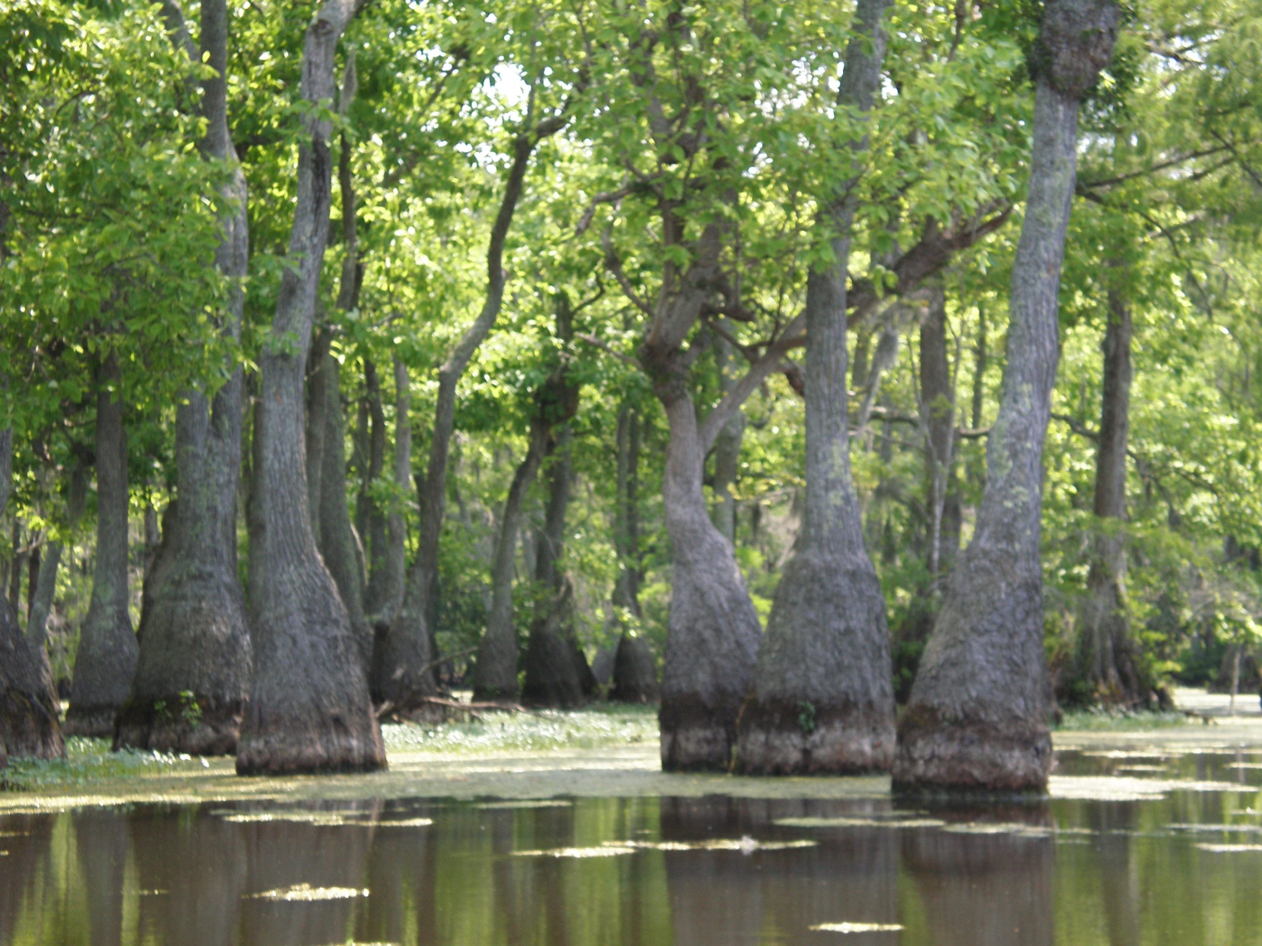 Cypress Swamp