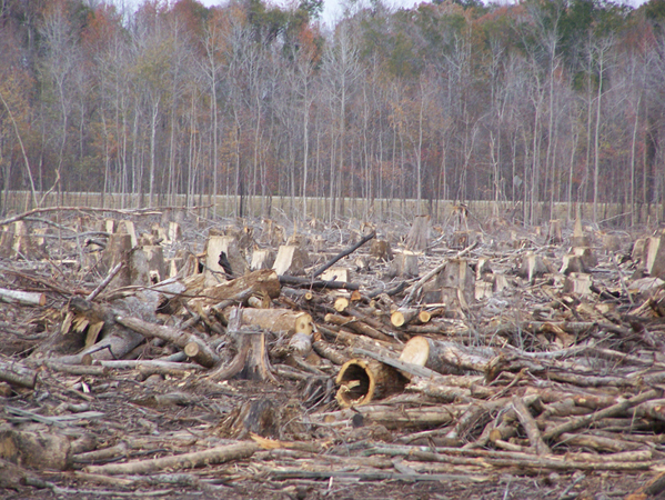 Clearcut in White Marsh, NC