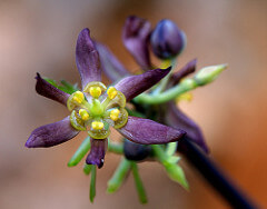 Blue Cohosh