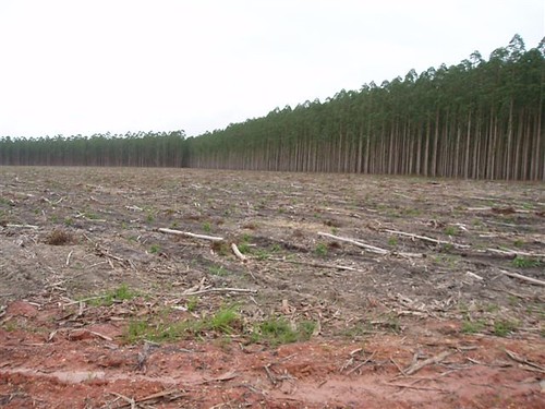 Brazilian Eucalyptus Plantation