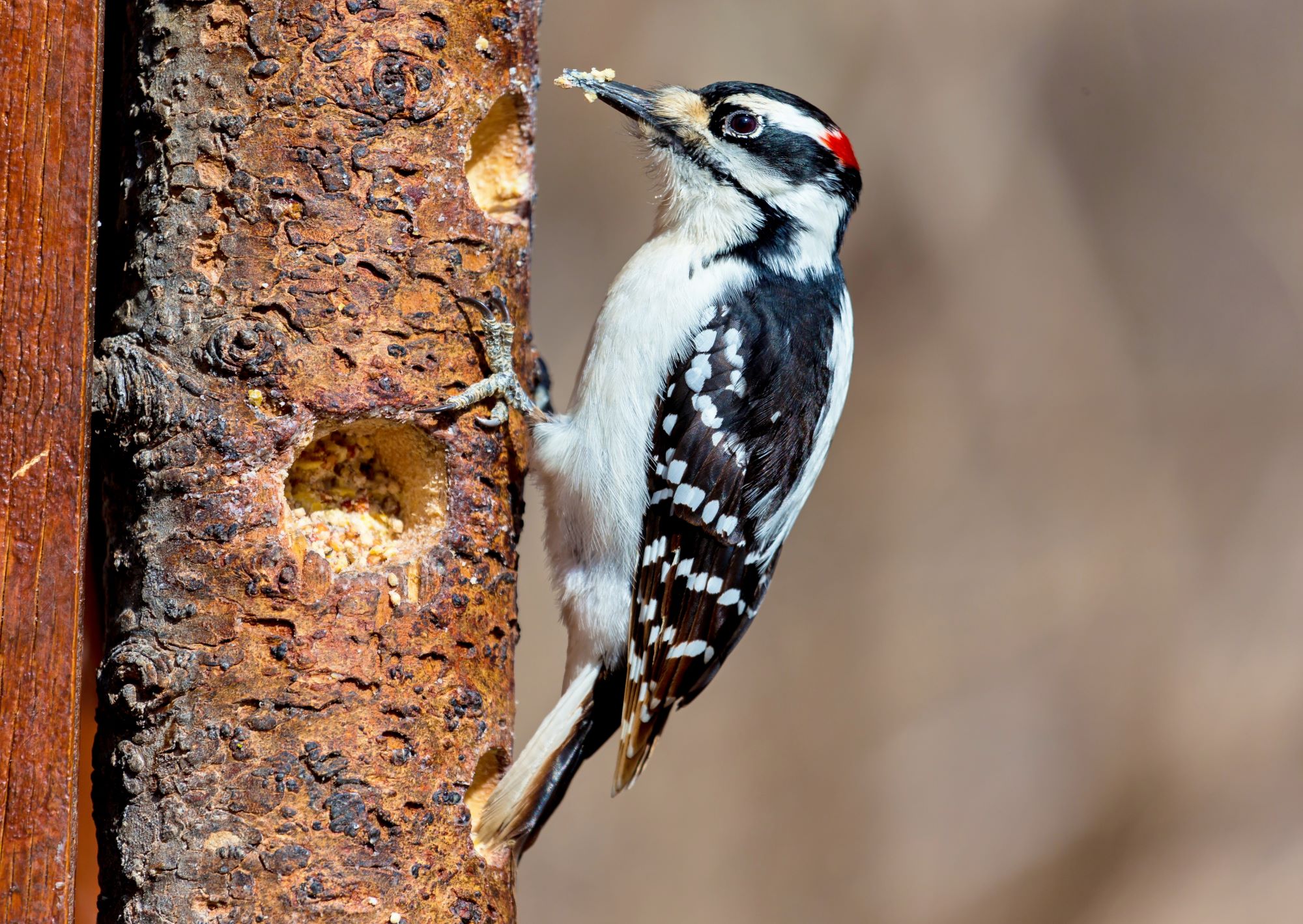 hairy-woodpecker-bird