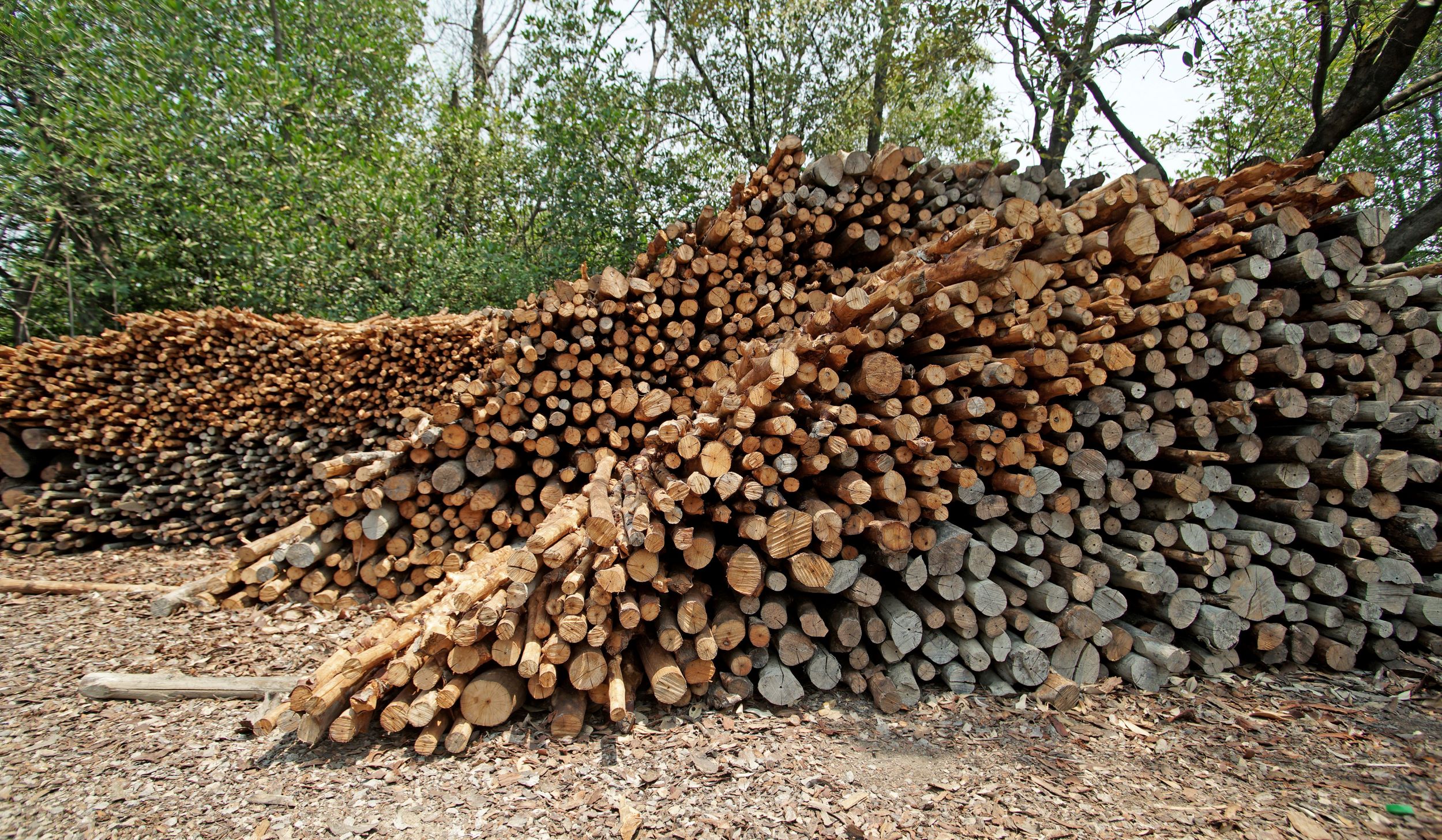 piles of dead trees and branches
