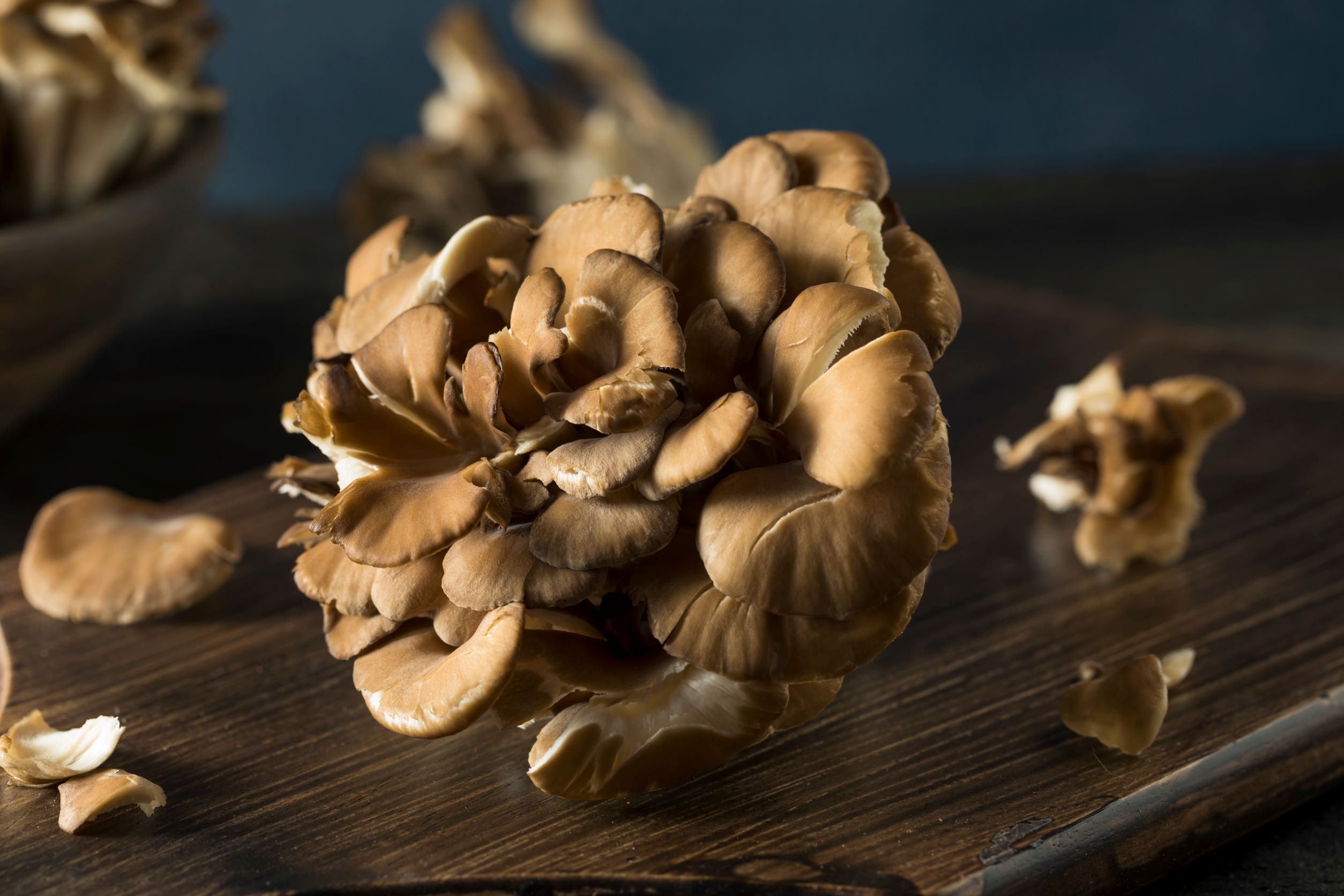 hen of the woods