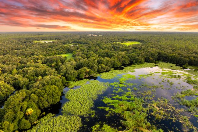 Florida wetlands with water between green wild vegetation. Tropical ecosystem at sunset