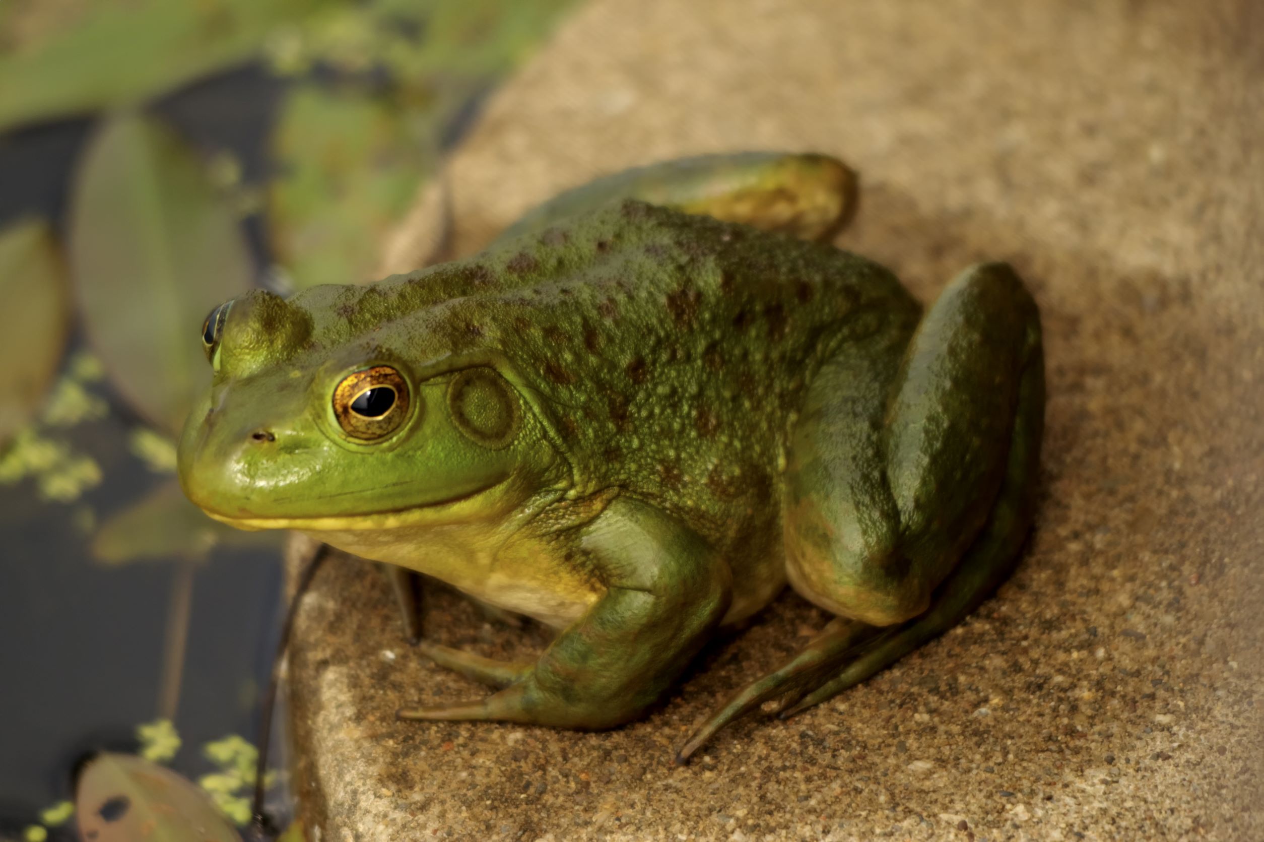 american bullfrog
