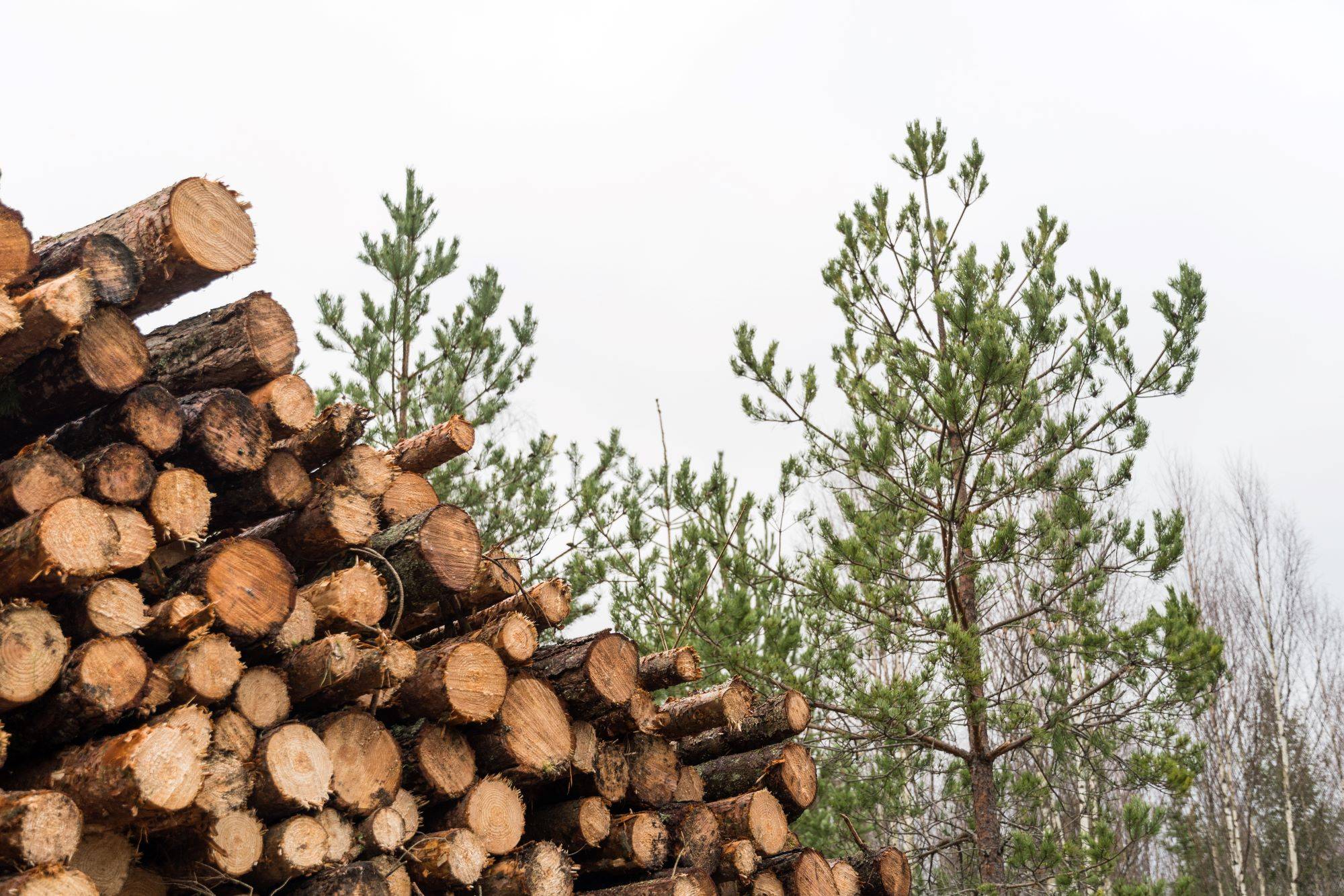 a pile of logs in front of pine trees