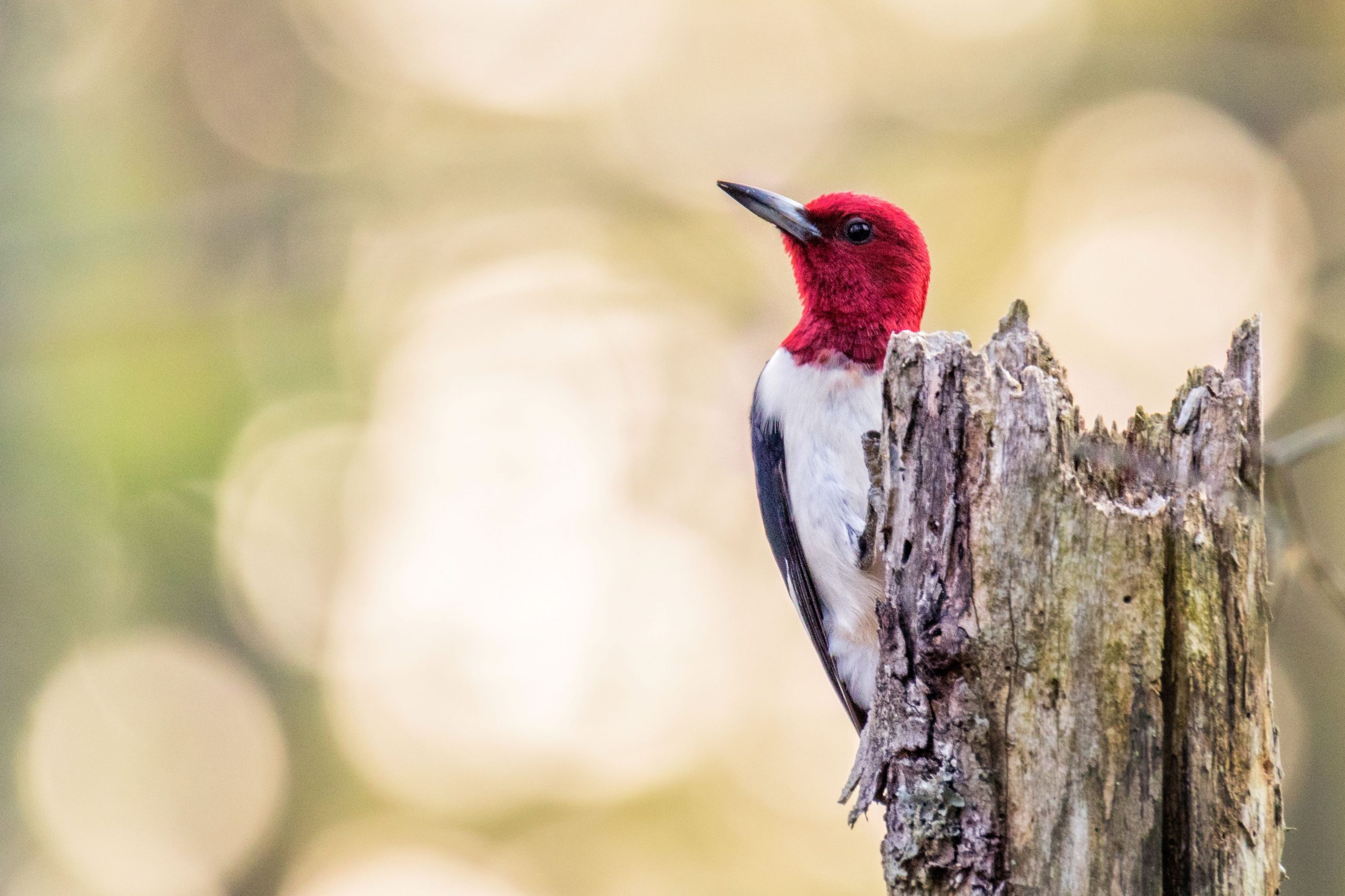 red headed woodpecker
