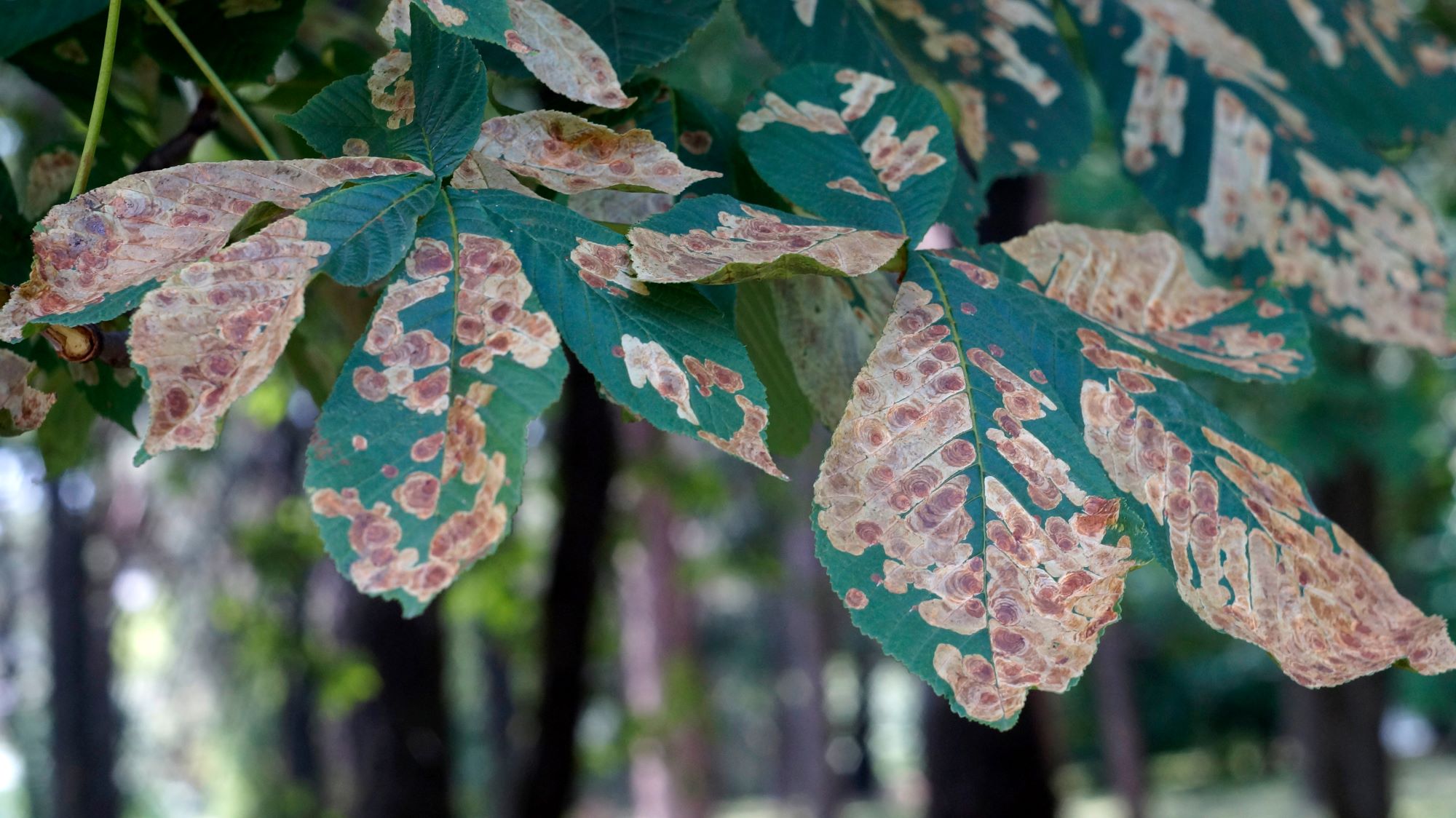 infected chestnut leaves