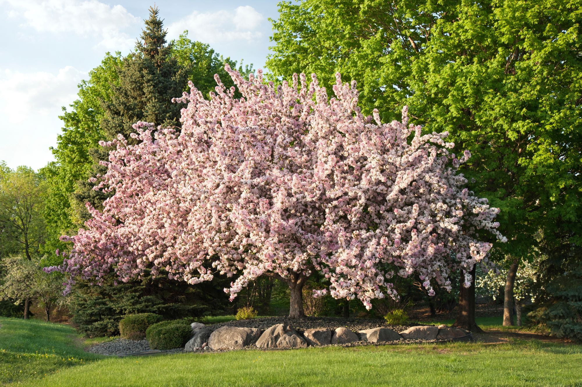 a flowering crabapple tree