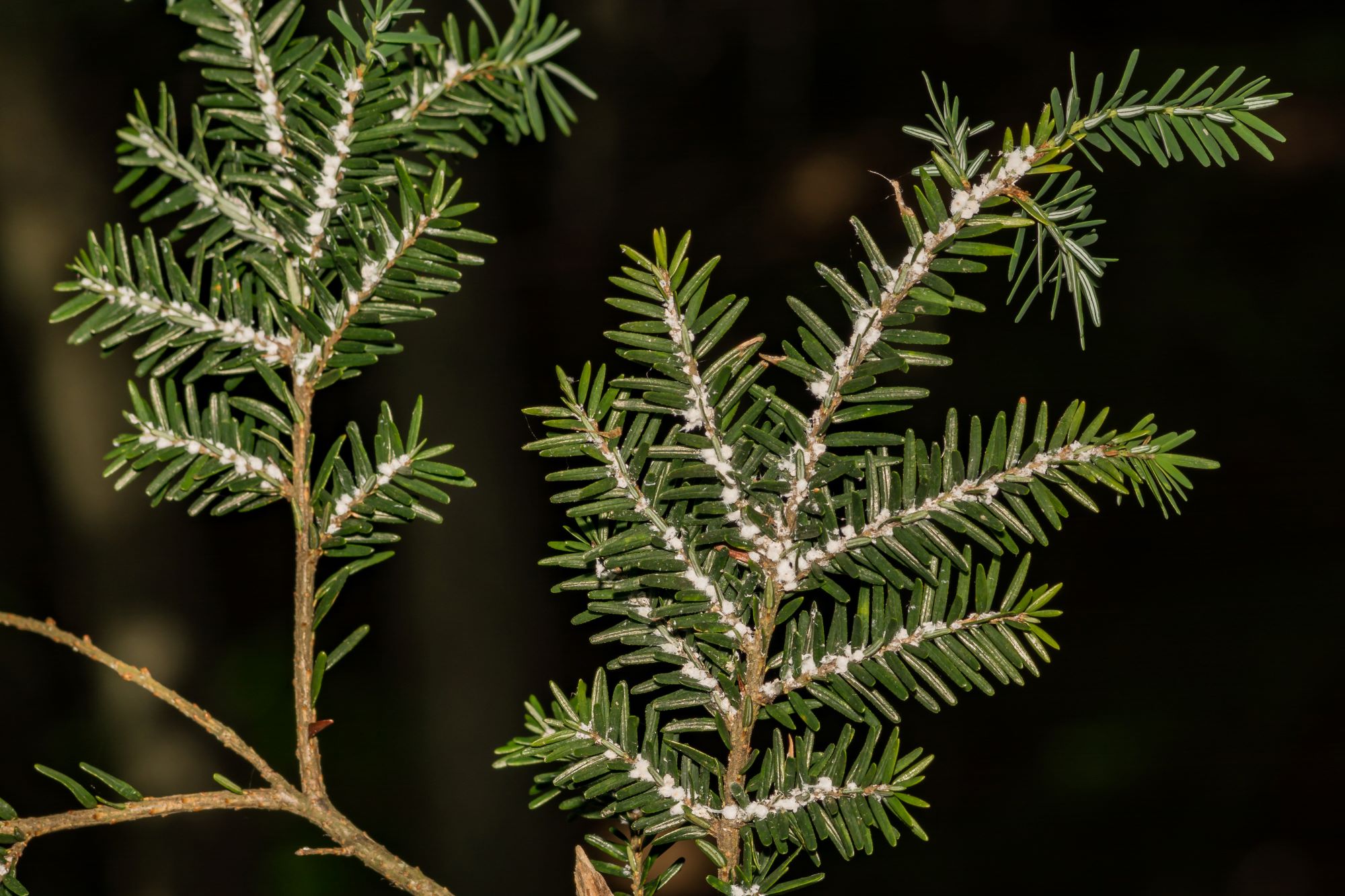 hemlock woody adelgid
