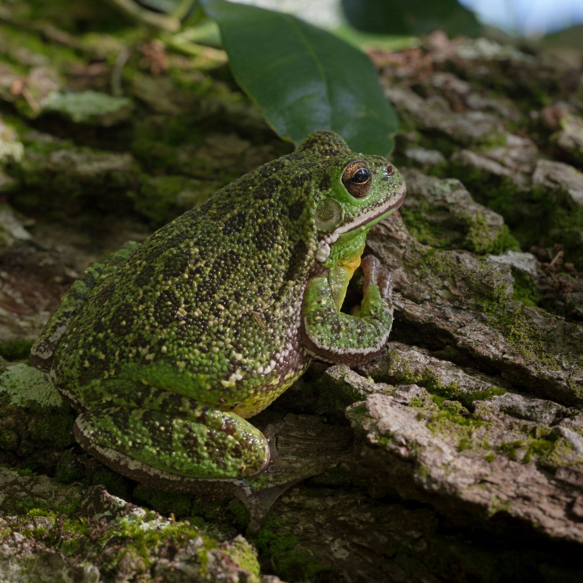 barking tree frog