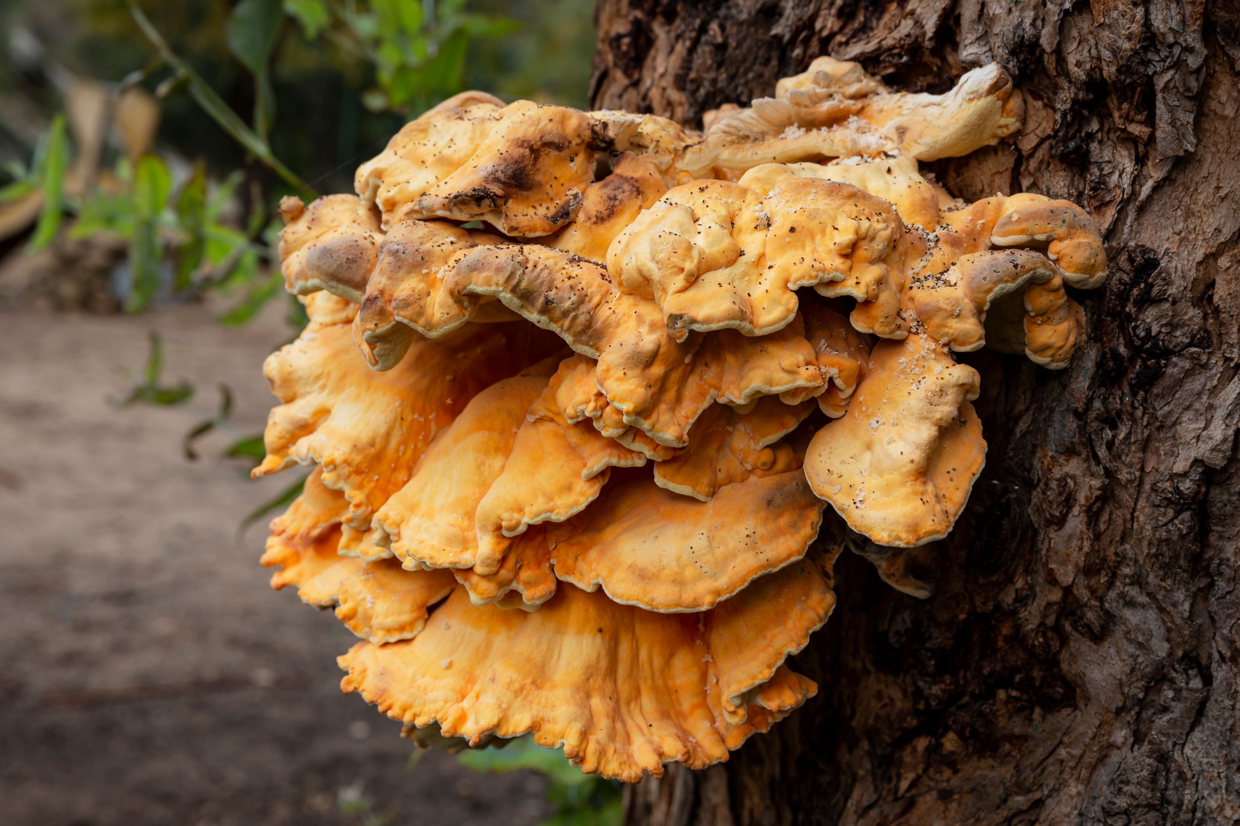 chicken of the woods mushroom