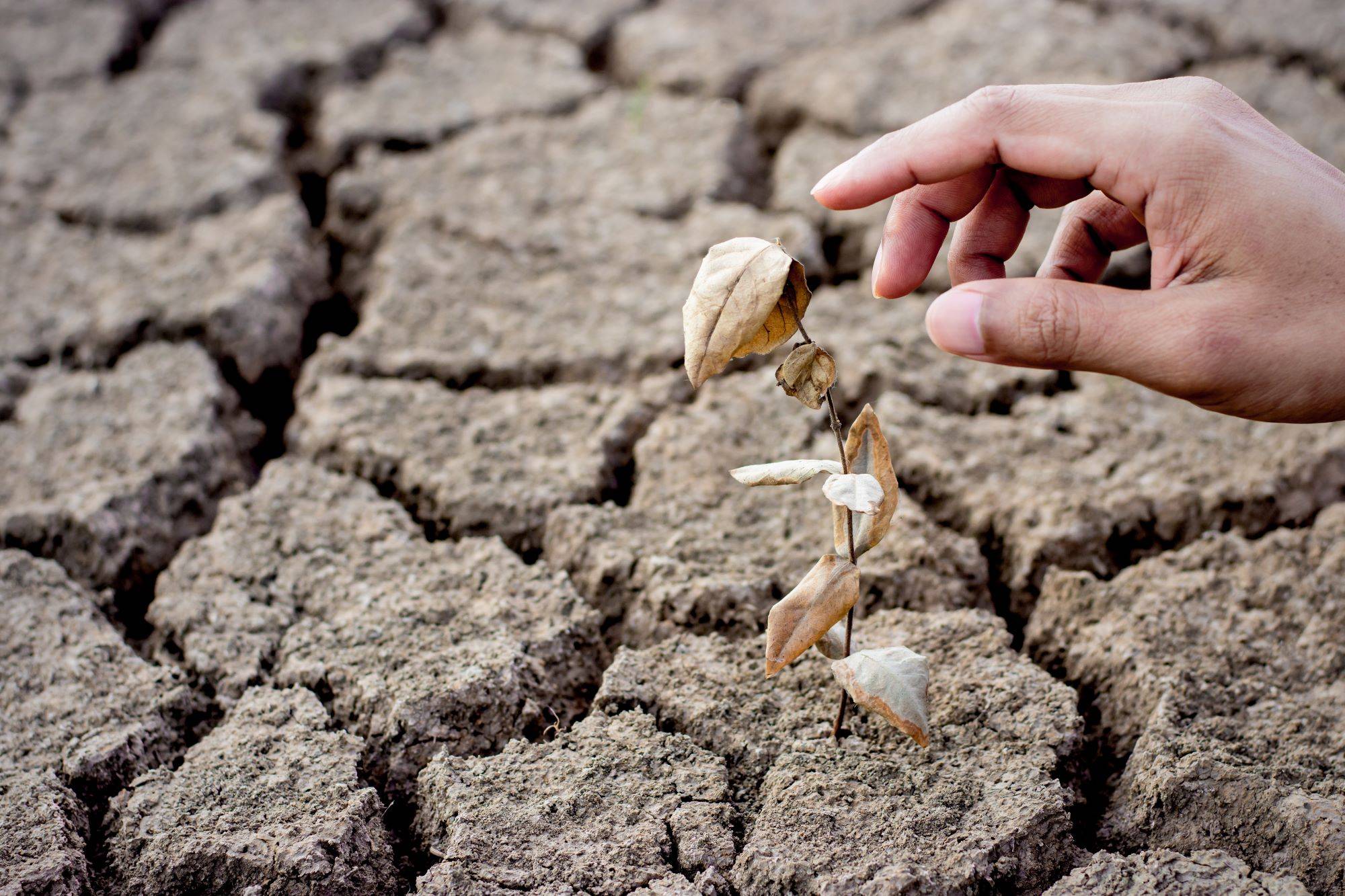 a dead seedling in dry soil