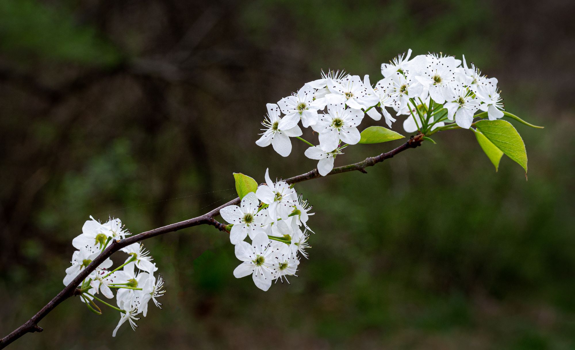 a callery pear or bradford pear blossom