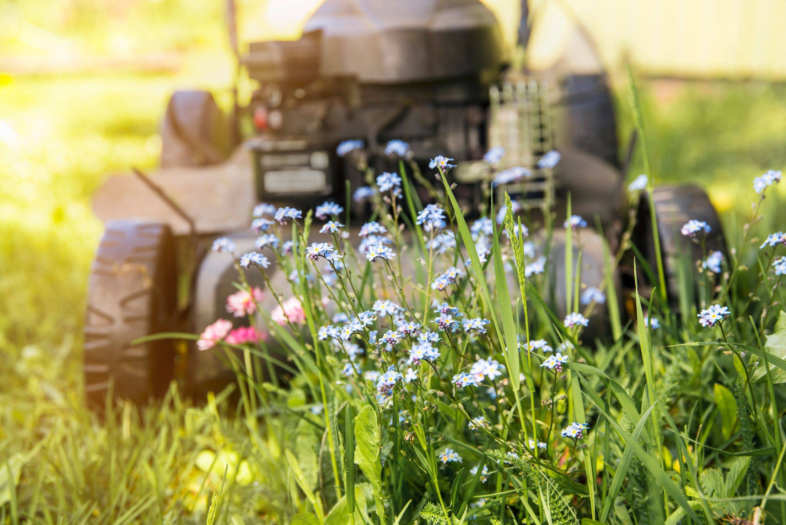 no-mow-may-lawnmower-and-wildflowers