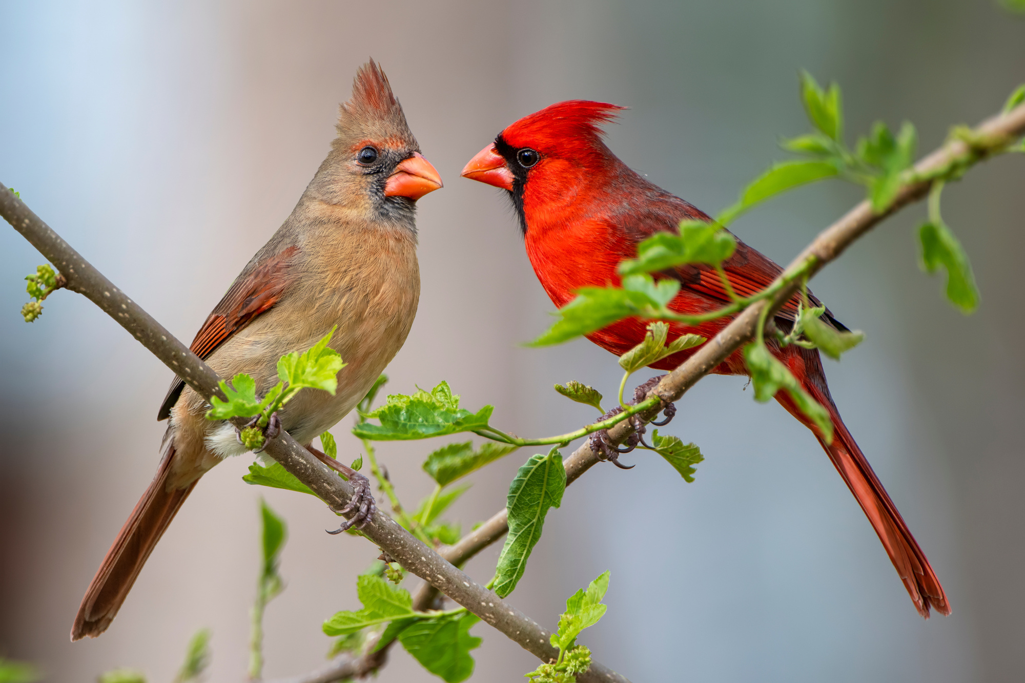 female-and-male-eastern-cardinal-birds