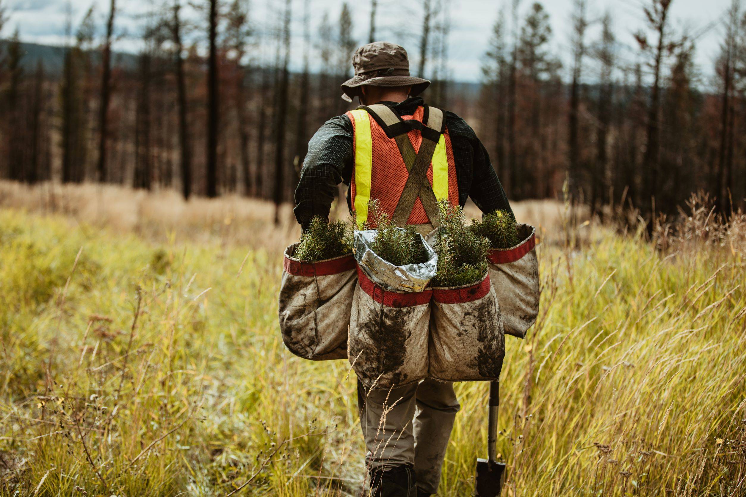 planting native seedlings can be a great way to get involved
