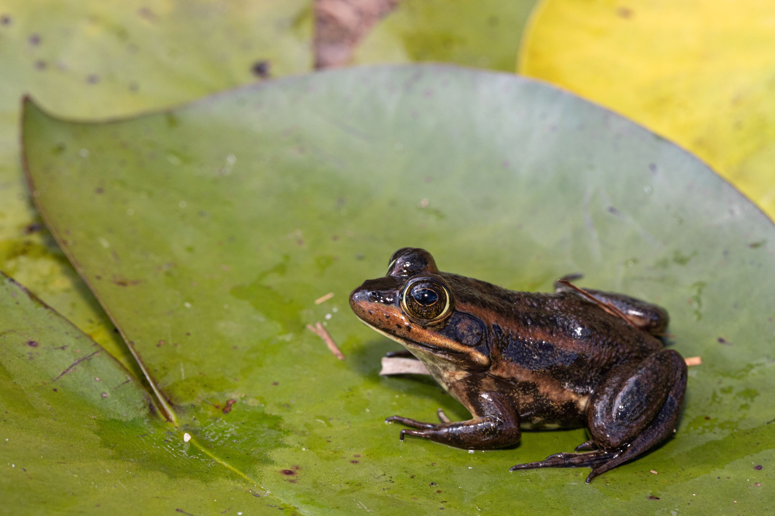 carpenter frog