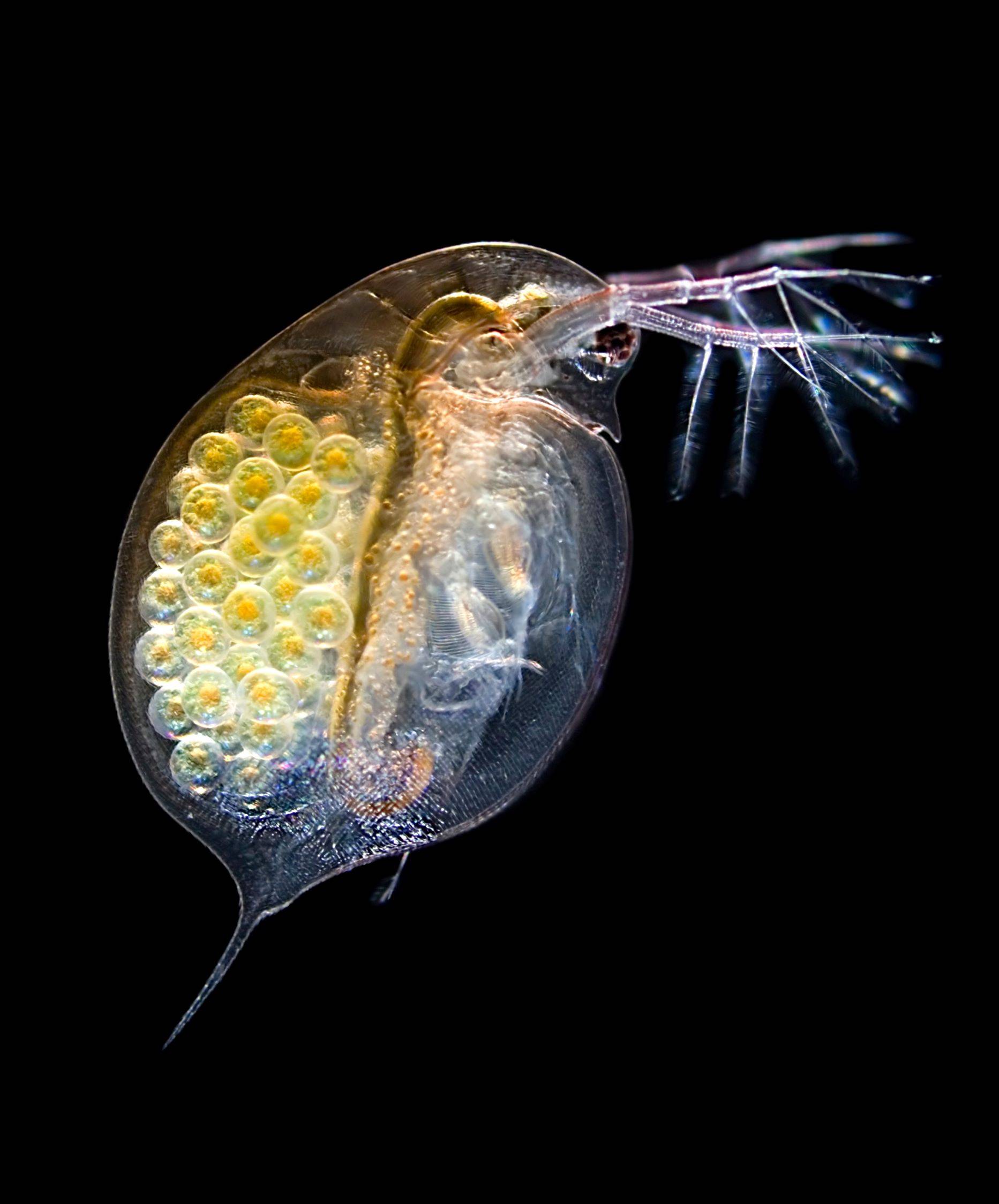 a daphnia organism under the microscope