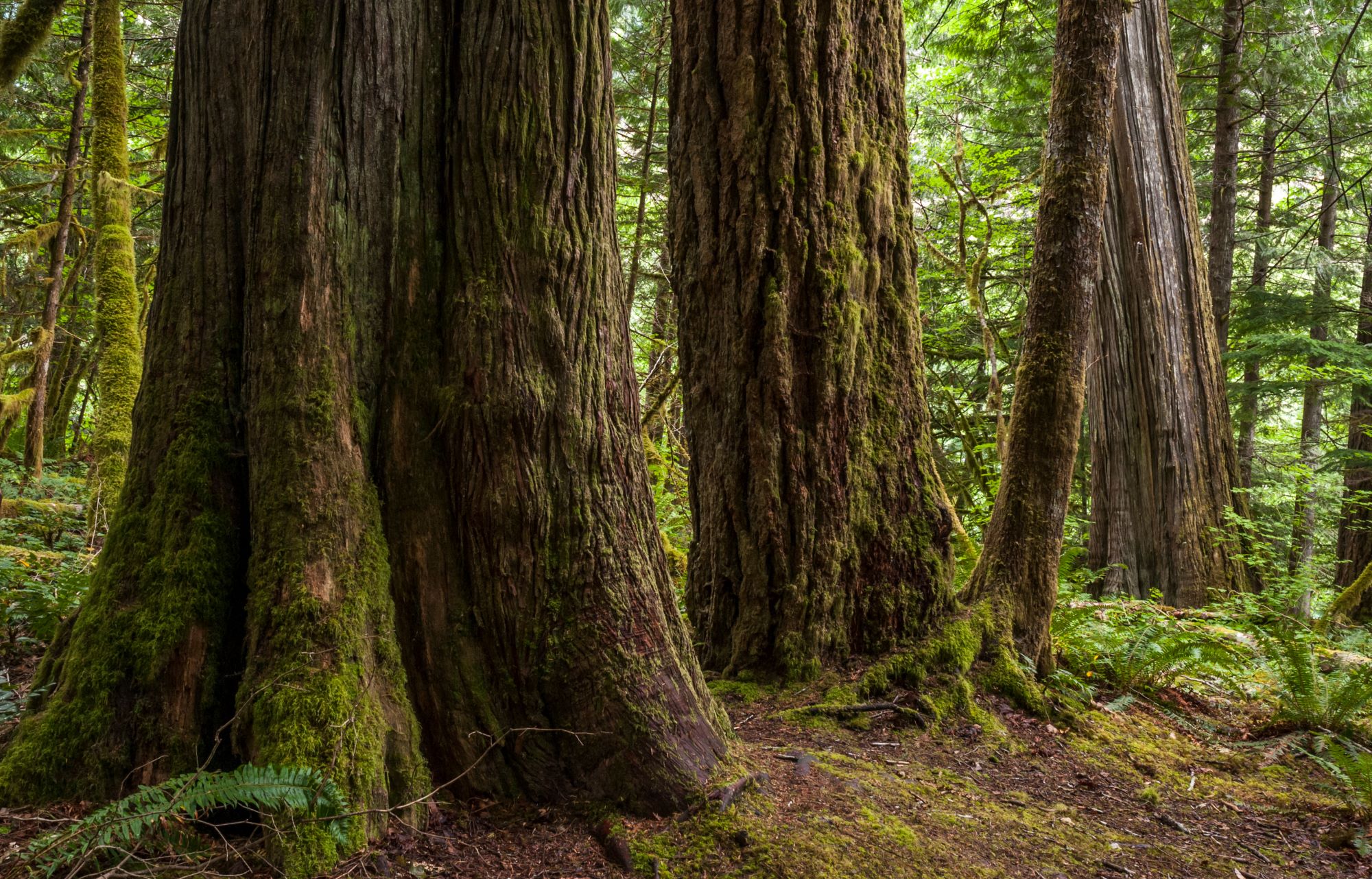 mature-and-old-growth-forest-tree-trunk-close-up