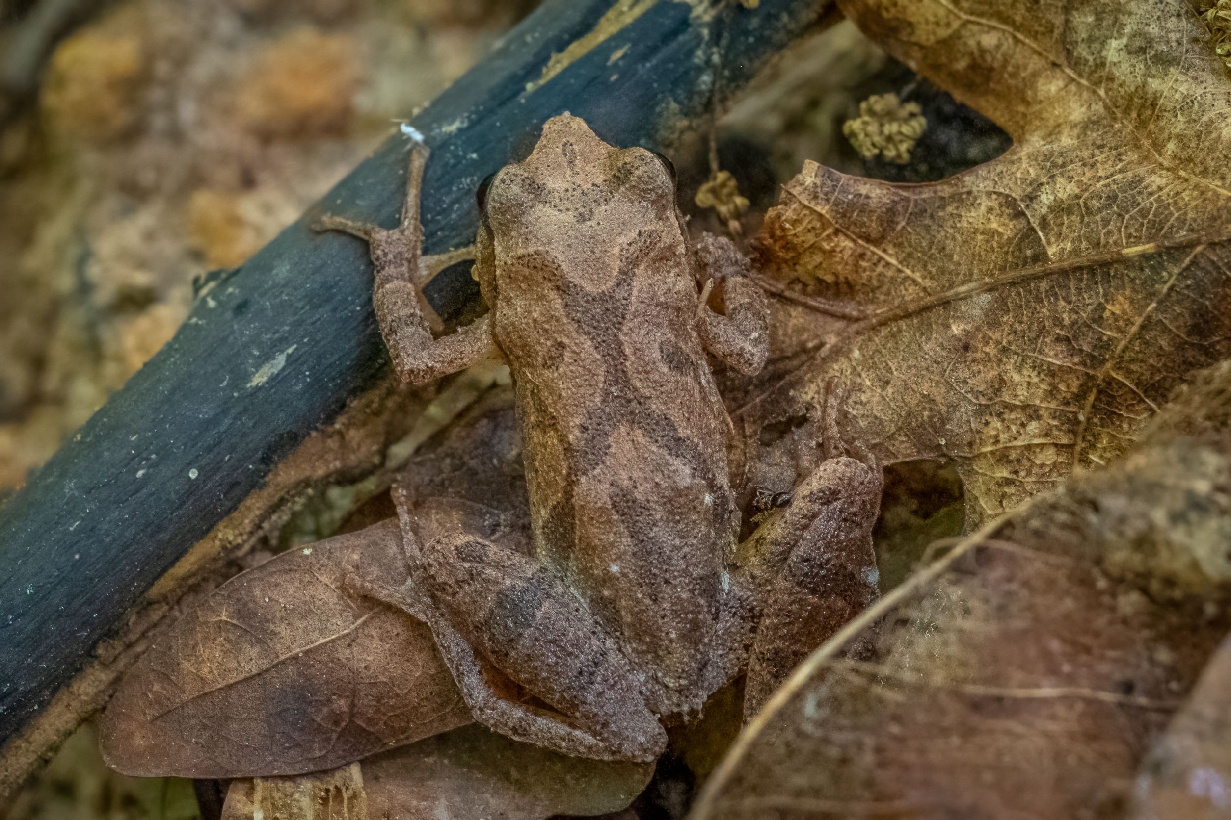 spring peeper